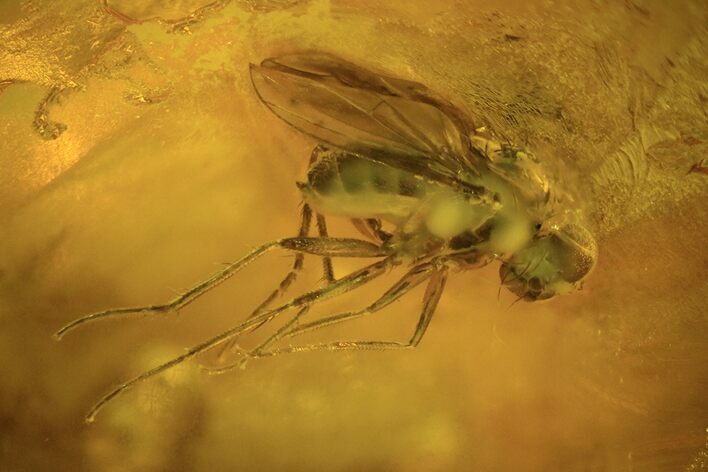 Two Detailed Fossil Flies (Diptera) In Baltic Amber #90809